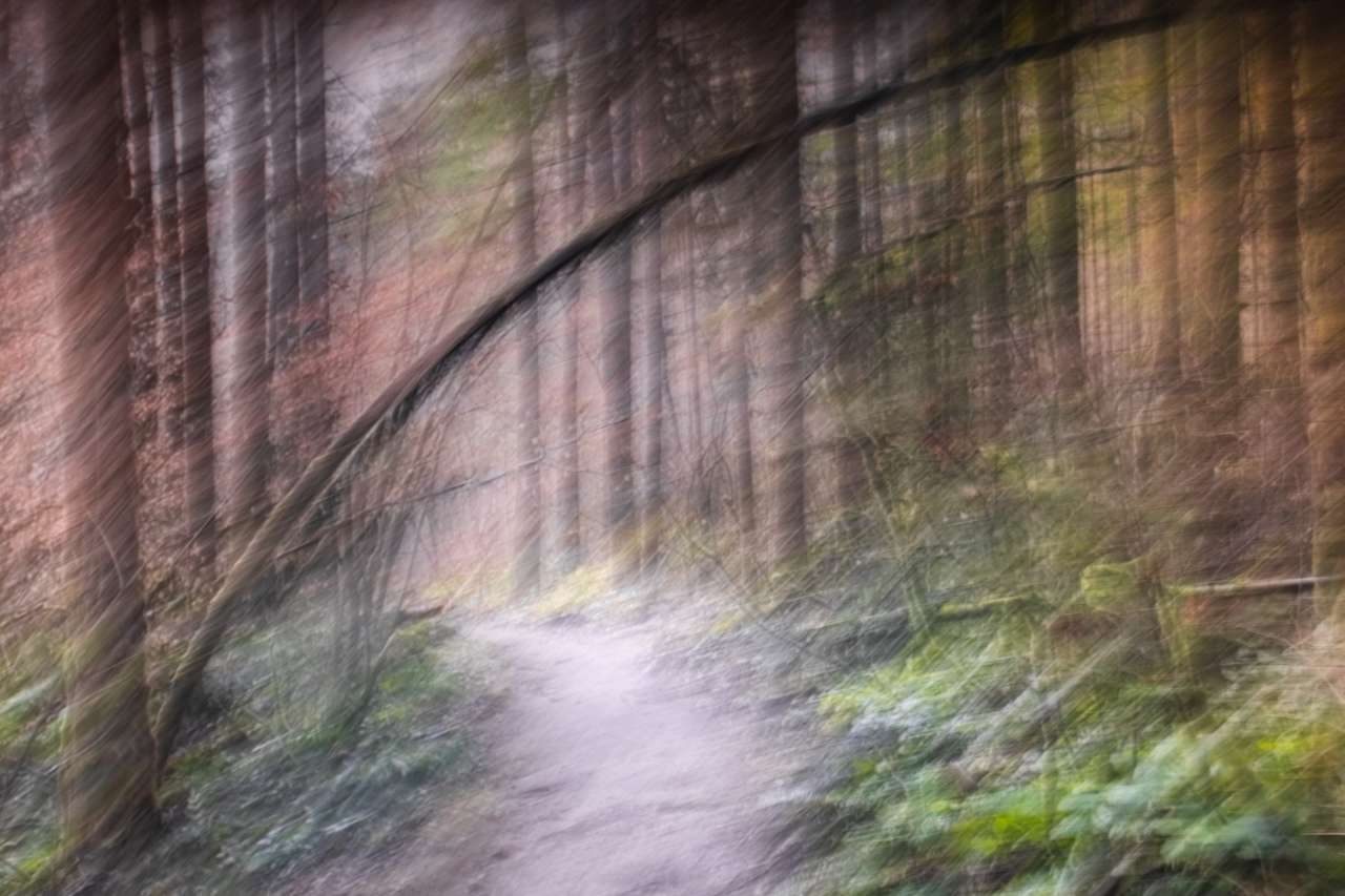 Impressionist Forest Path Fine Art Photography | Abstracts in Light An impressionist nature photography of a forest path with vertical motion blur and painterly light, featuring soft greens and earthy tones.